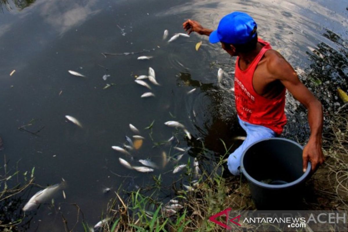 DLHK telusuri kasus kematian ikan di sungai sekitar kebun PT Socfindo Nagan Raya