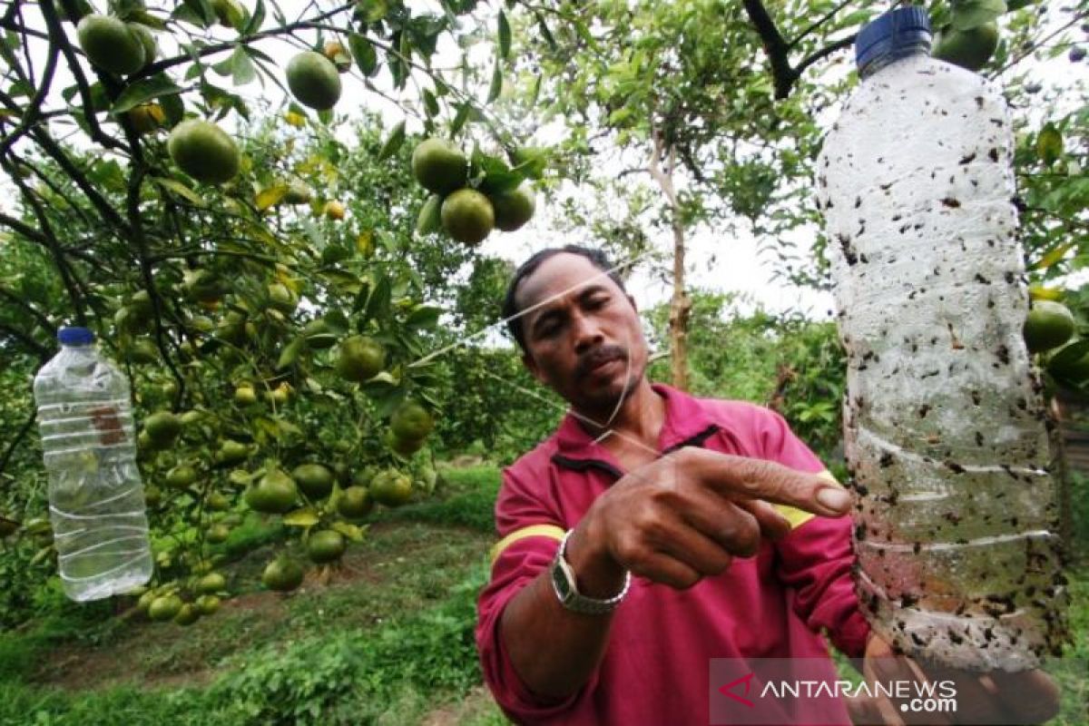 Serangan hama lalat landa empat desa di Aceh Barat