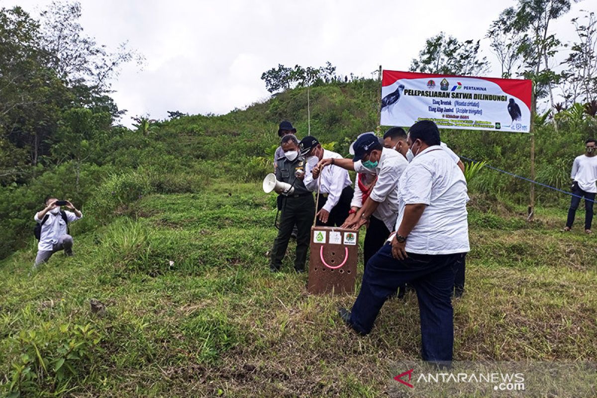 BKSDA Yogyakarta lepasliarkan elang jambul di Gunungkelir
