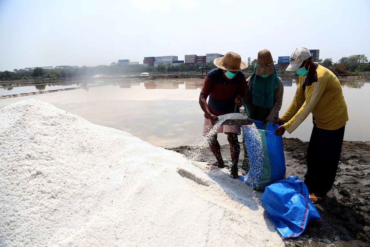 Cara Pemkot Surabaya tingkatkan kualitas produksi garam petani di kawasan pesisir