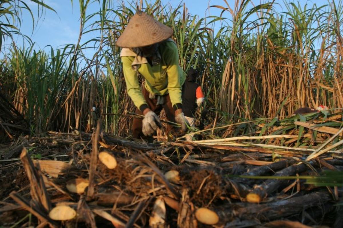 Anak usaha PT RNI berkomitmen jaga kemitraan dengan petani tebu