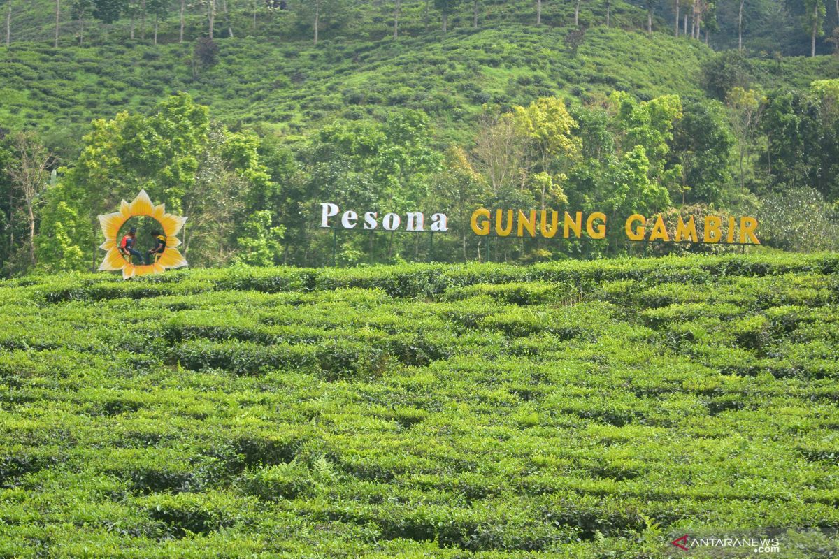 Wisata Kebun Teh Gunung Gambir