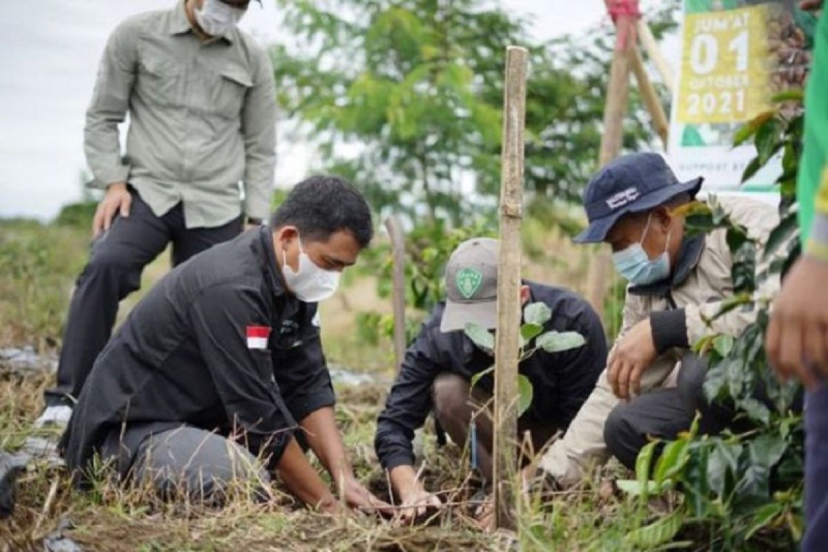 Hari Kopi sedunia, koperasi Koerintji Barokah tanam 600 pohon di TNKS