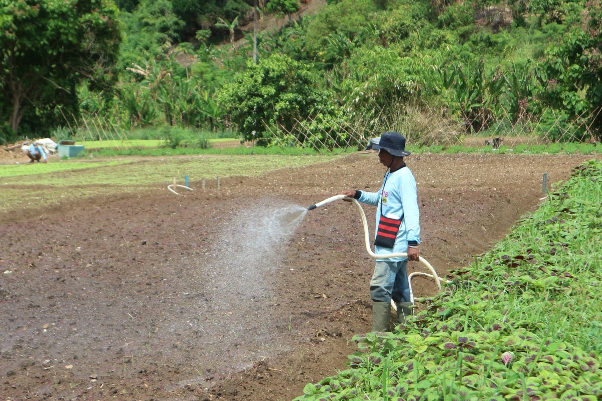 Medali mereka bukan dari gelanggang, tapi ladang