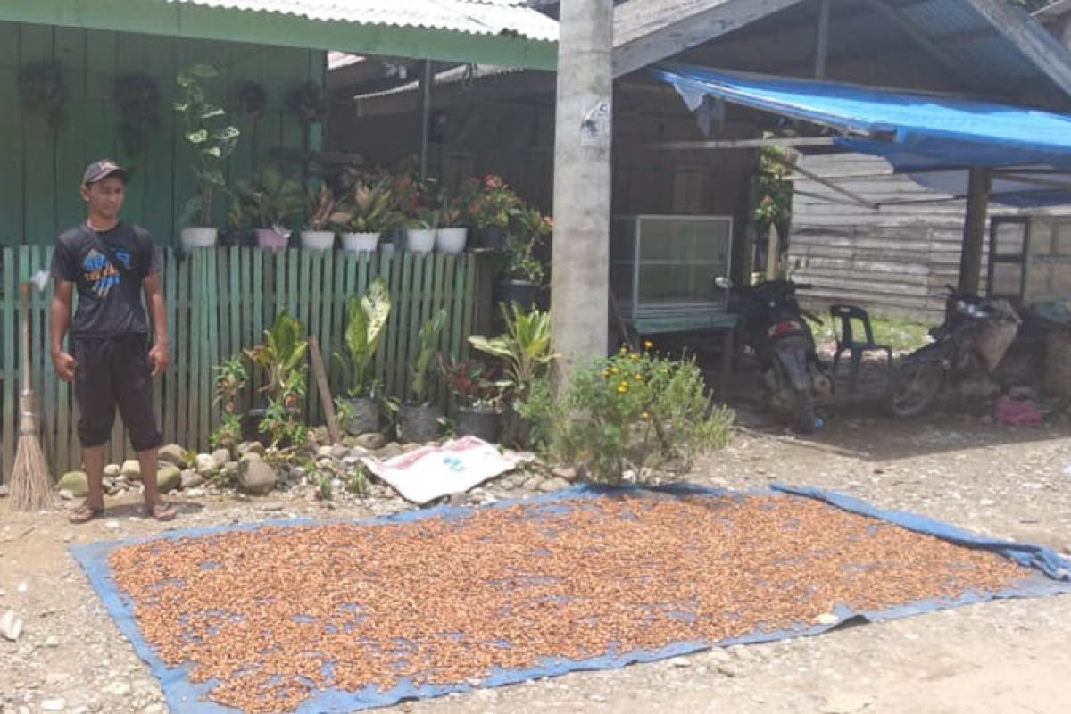 Harga kakao di Aceh Utara capai Rp34.000 per kilogram