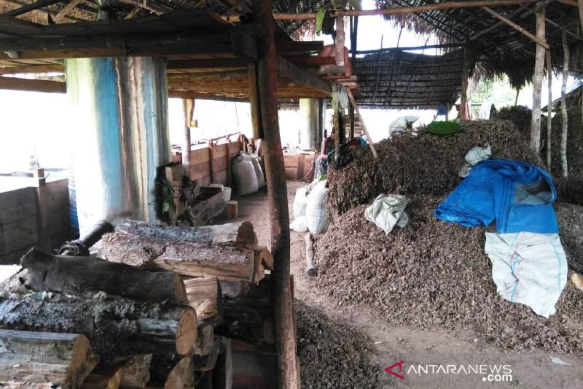 Harga jual rendah, minat petani Aceh Jaya menyuling Nilam menurun