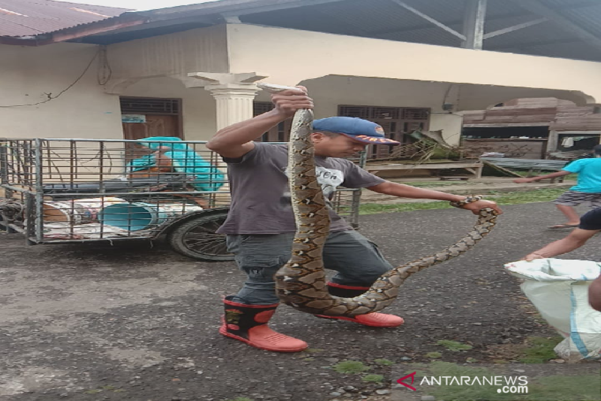 BPBD evakuasi ular piton dari rumah warga di Aceh Besar