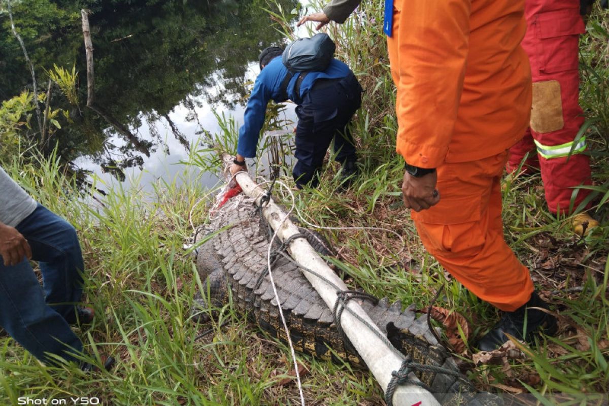 Seekor buaya muara tiga meter dilepas liar di Sungai Penarik Natuna