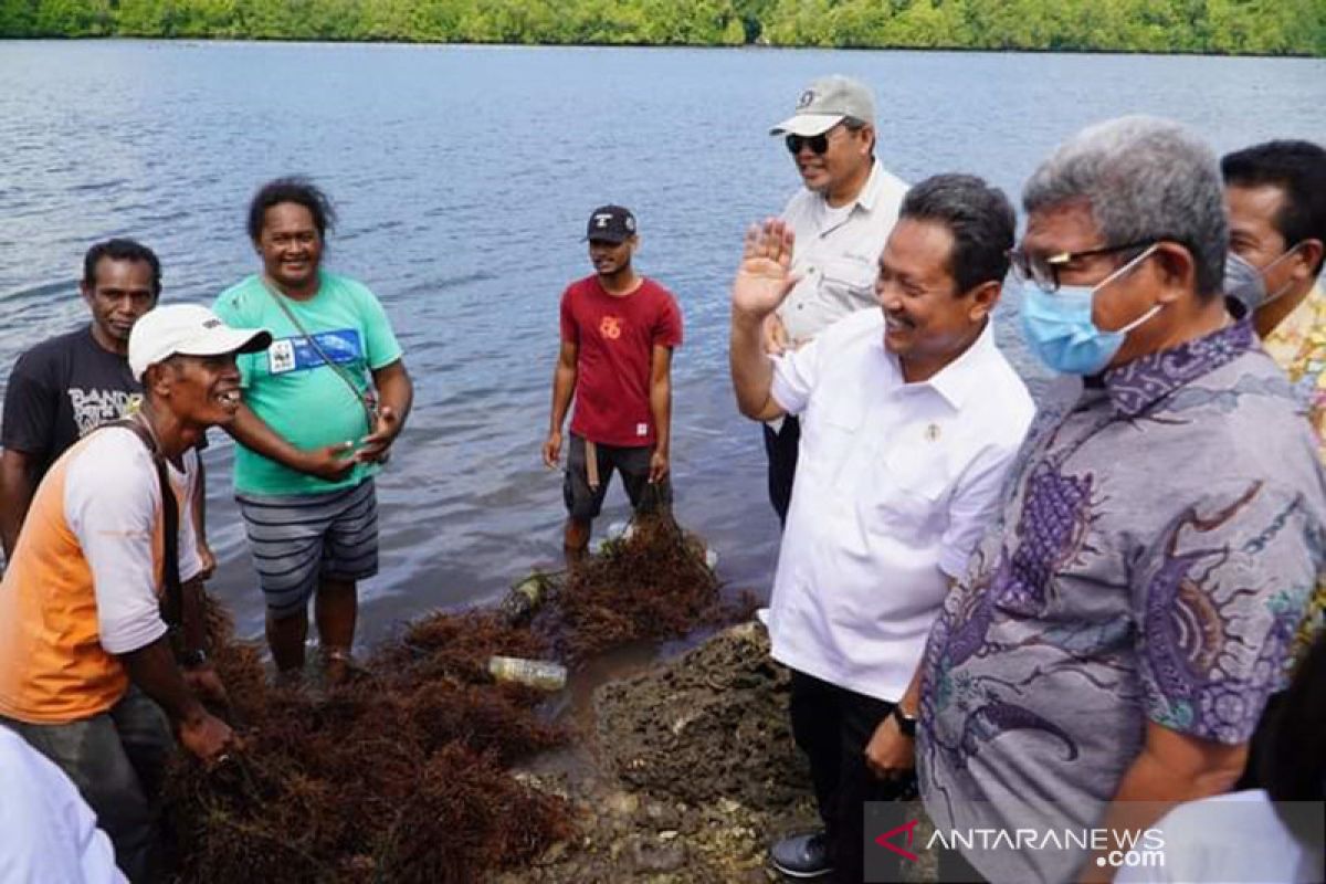 Menteri KKP ingin petani rumput laut di Maluku Tenggara sejahtera, realisasi pernyataan