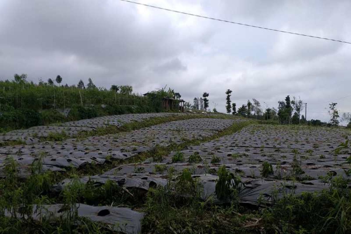 Kementerian Pertanian kembangkan "food estate" hortikultura di Wonosobo