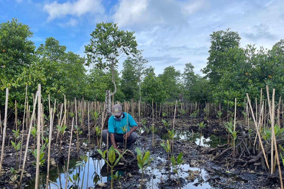 Rehabilitasi mangrove Program PEN tingkatkan ekonomi masyarakat