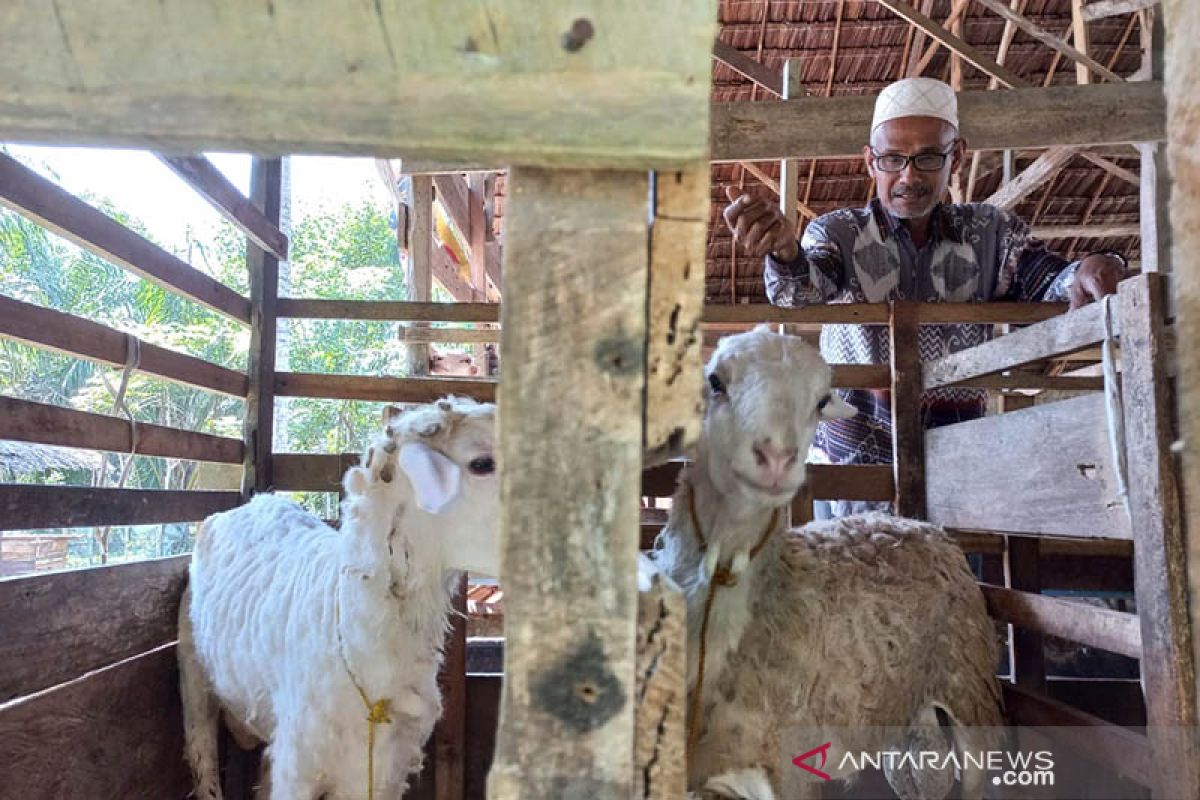 Harga hewan ternak di Aceh Timur jelang tradisi maulid mulai naik