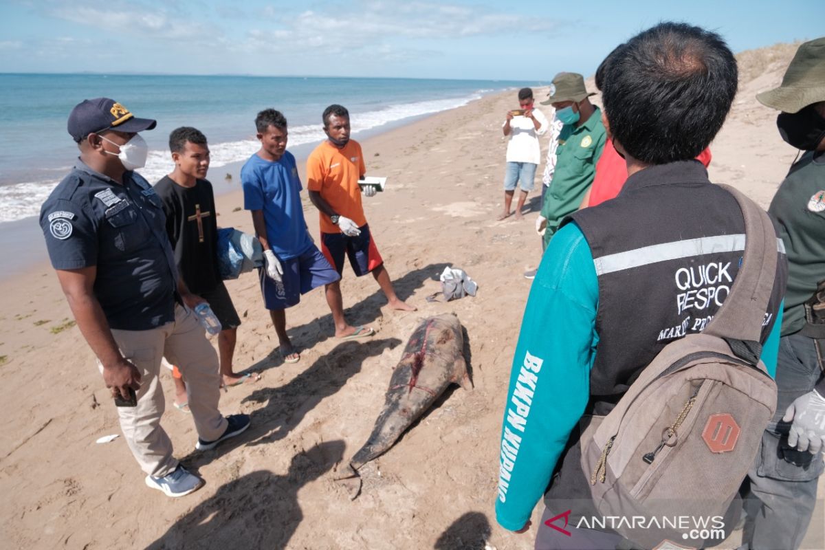 Bangkai lumba-lumba pemintal yang terdampar di Kupang dikuburkan