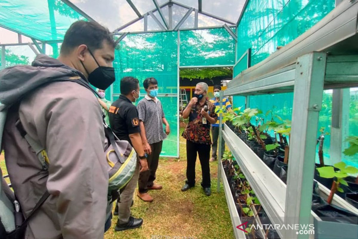 Duren Tiga manfaatkan RPTRA jadi sentra anggur "urban farming"