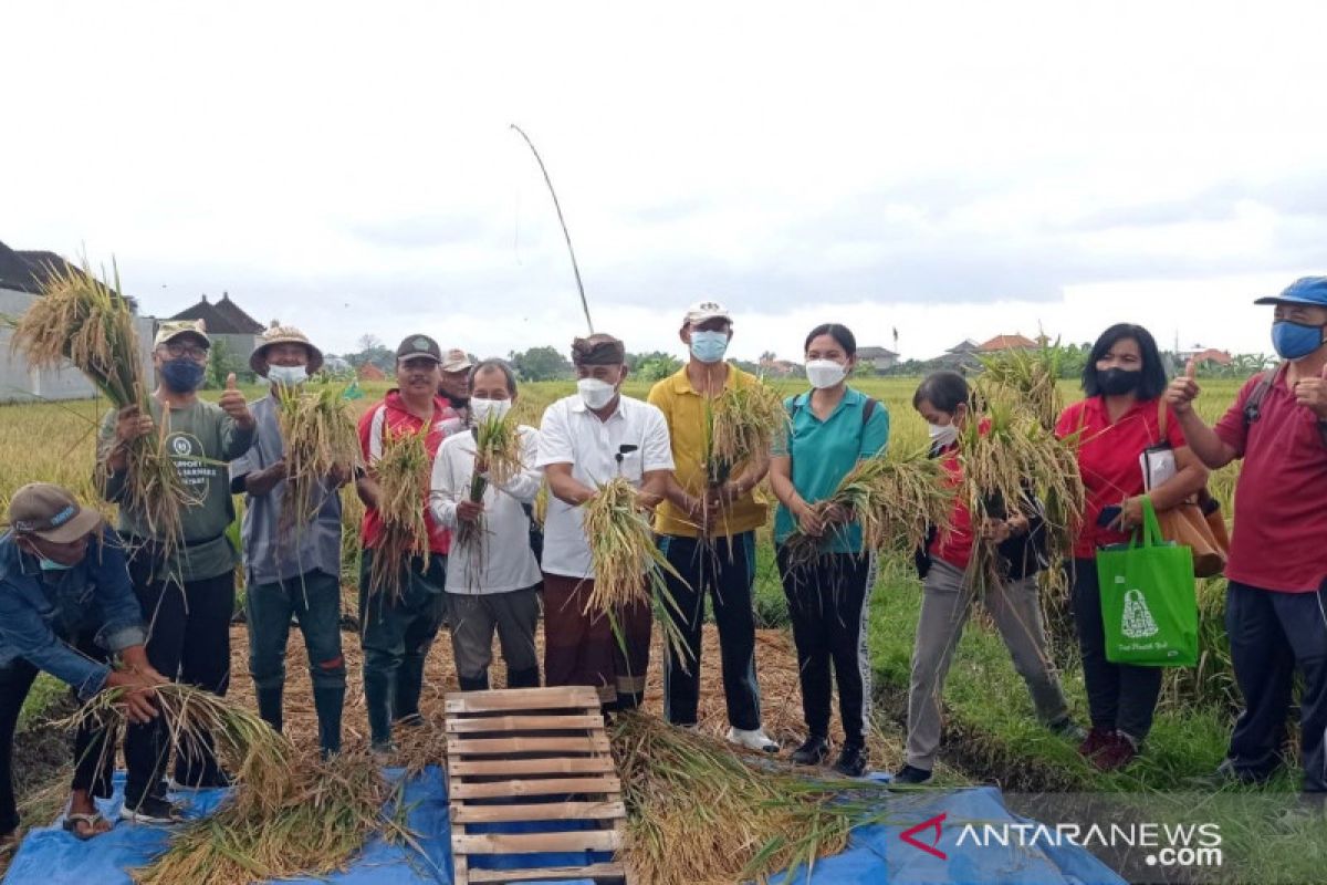 Dinas Pertanian Denpasar bersama ALC promosikan pertanian organik