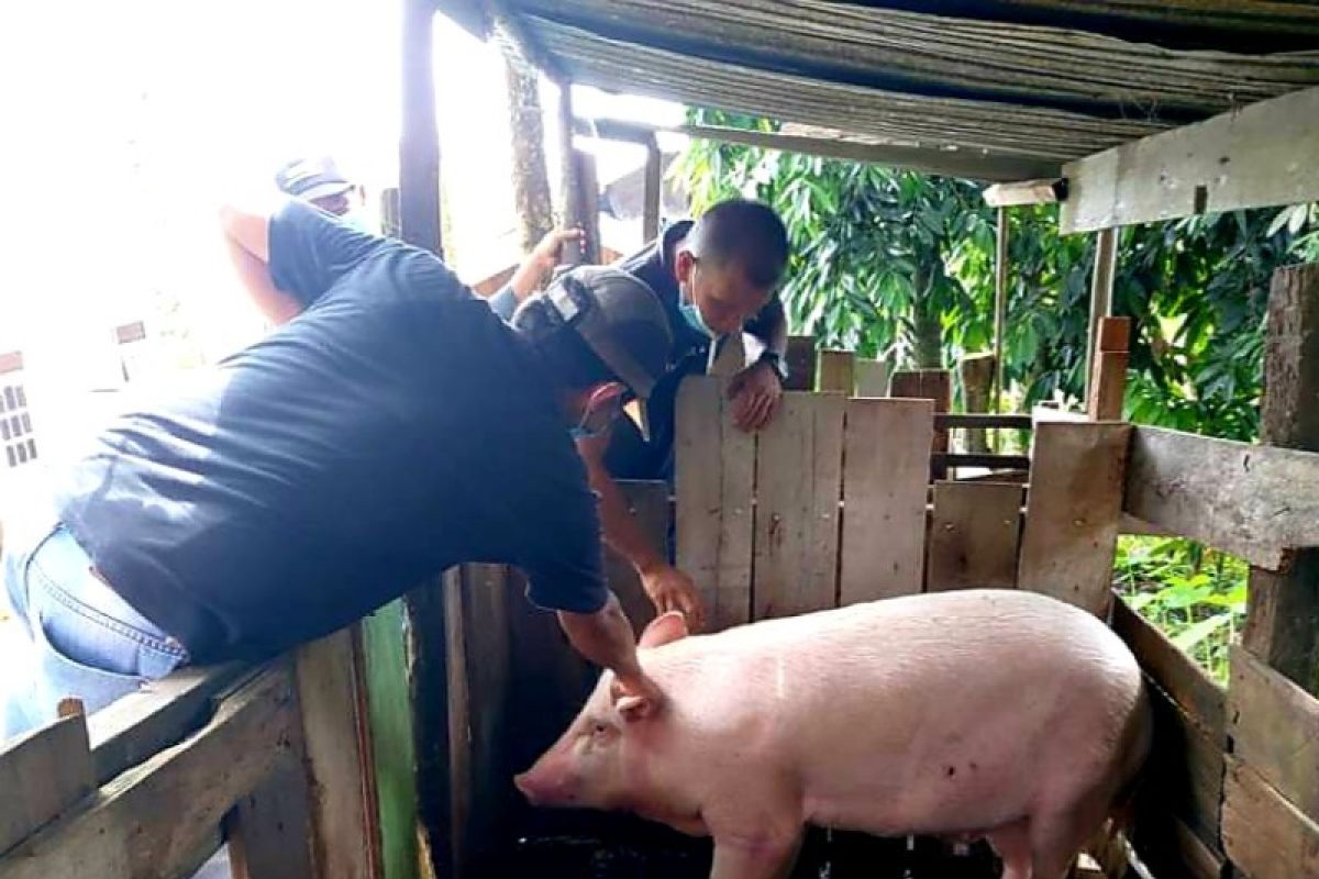 Dinas Pertanian Gumas imbau peternak babi waspadai dugaan penyebaran ASF