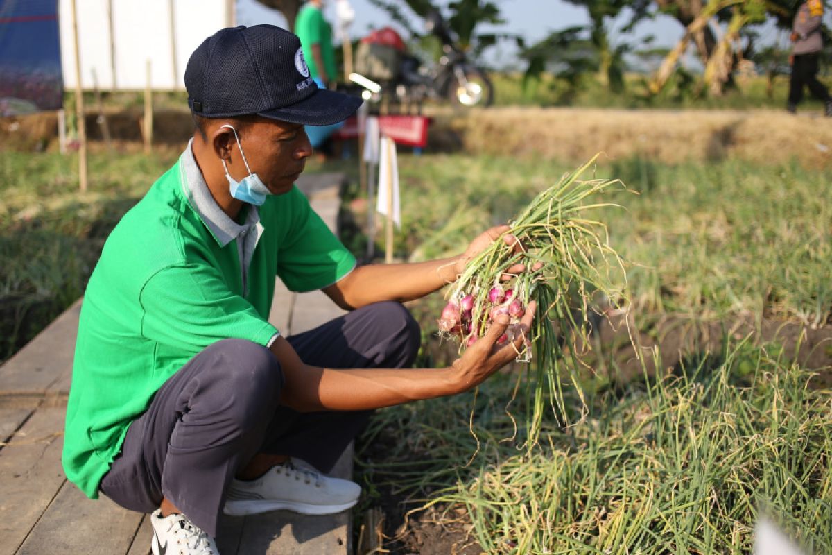 BI mendorong budidaya bawang merah di Sragen untuk tekan inflasi