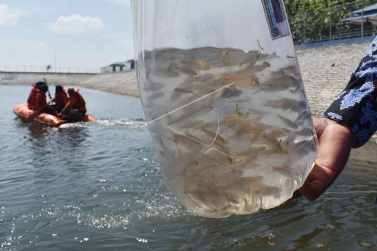 25.000 benih ikan jelawat ditebar di Sungai Pangumbak Muba