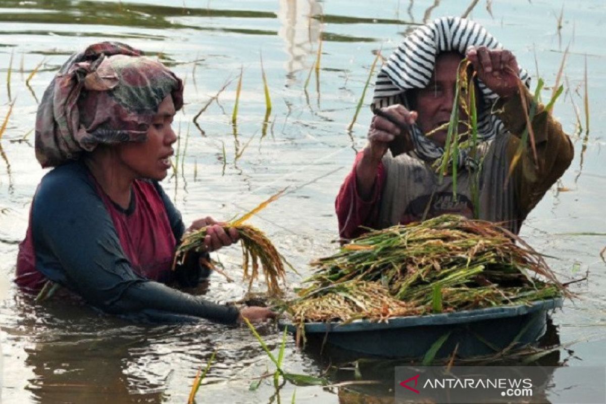 Provinsi Jambi memberikan bantuan benih untuk petani yang alami puso