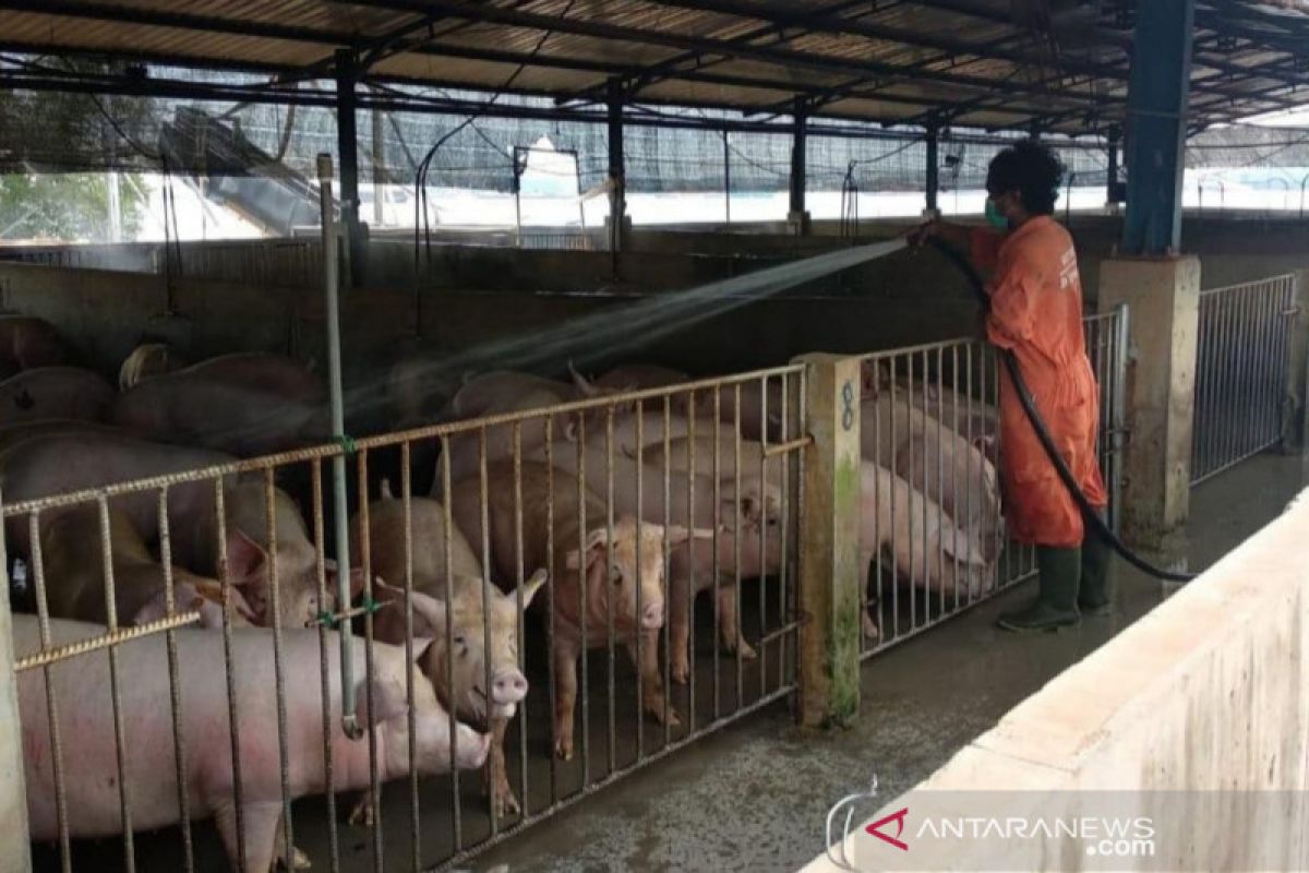 Pulau Bulan ekspor babi ke Singapura 1.000 ekor per hari