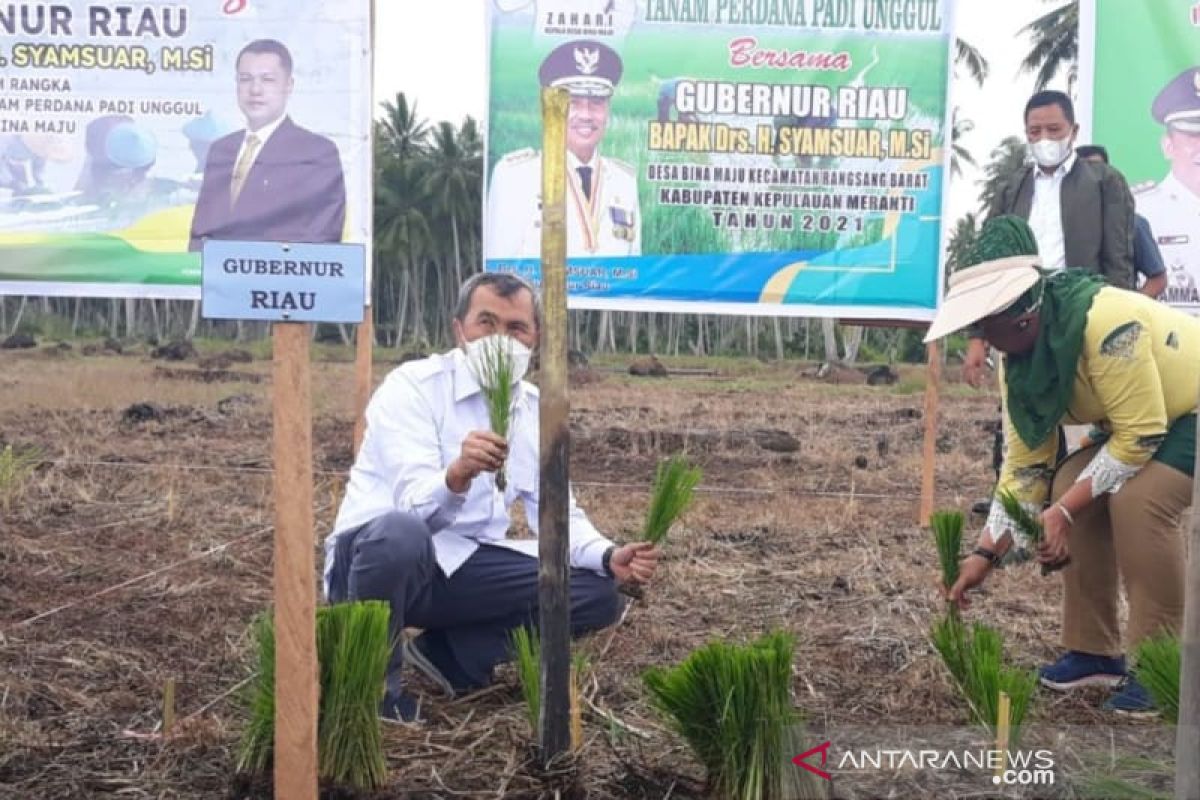 Gubernur Riau komando tanam padi di Kepulauan Meranti perkuat ketahanan pangan
