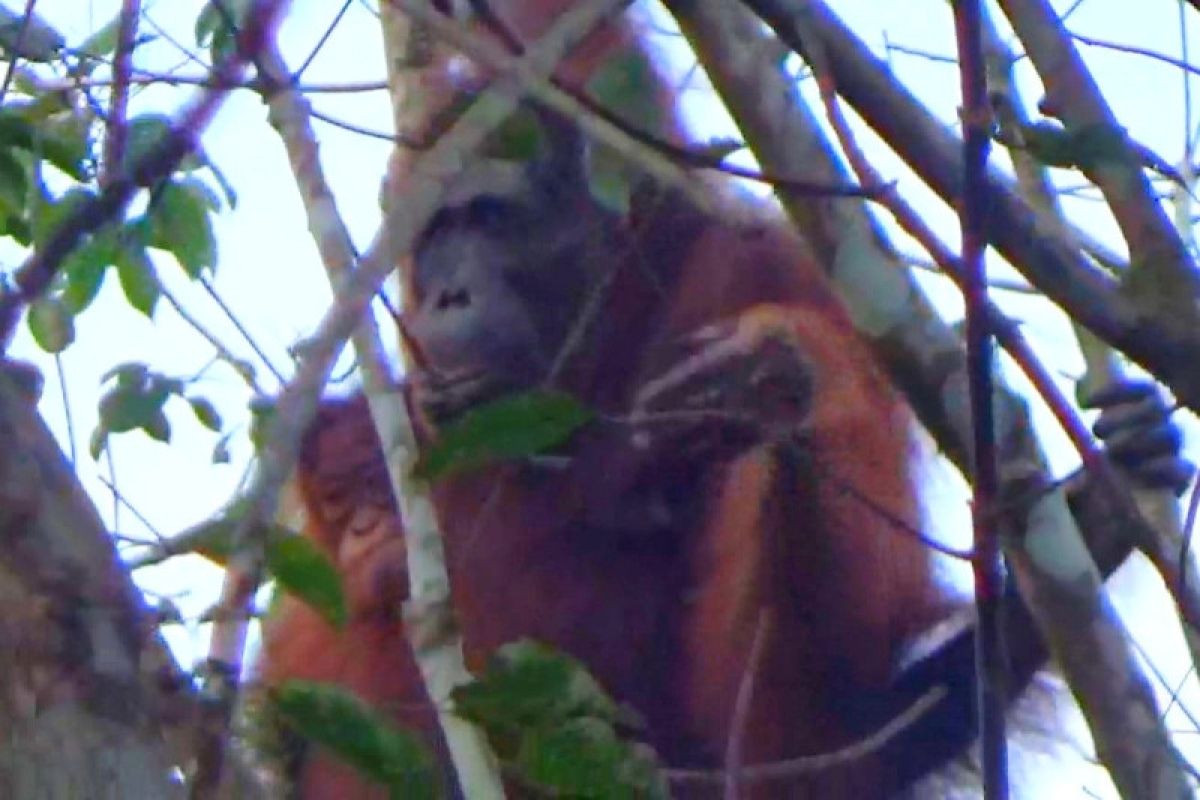 BKSDA Sampit temukan induk dan anak orangutan di kebun warga