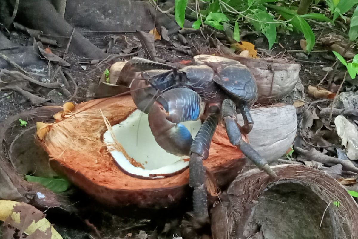 LIPI belum rekomendasi penjualan ketam kenari di Raja Ampat