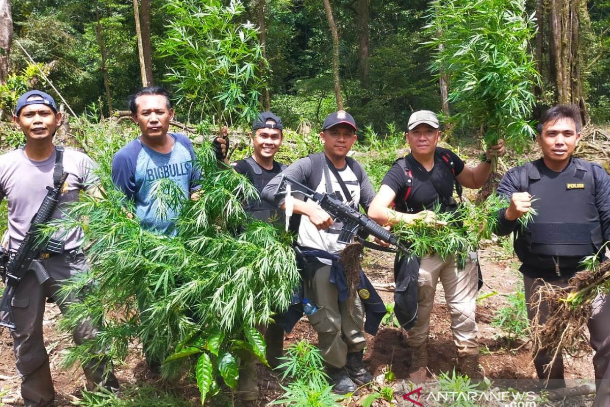 Polres Rejang Lebong Bengkulu temukan 1,5 hektare ladang ganja