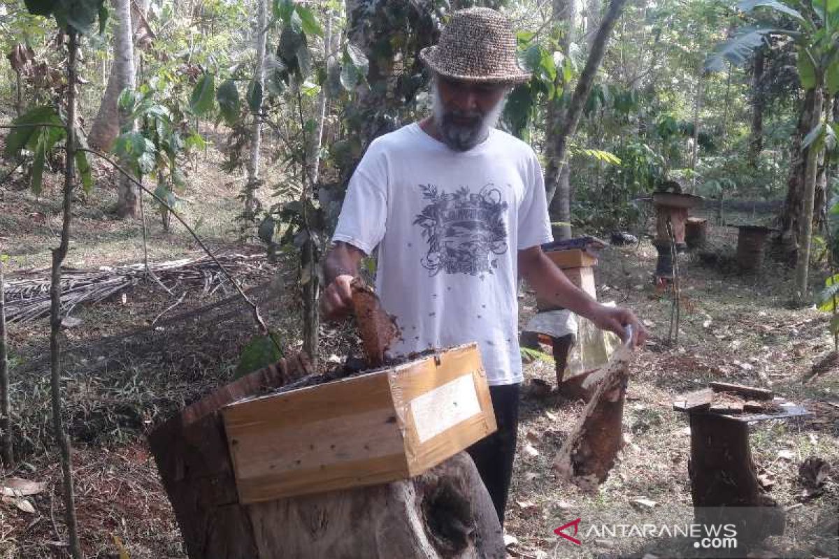 Permintaan madu lebah klanceng meningkat selama pandemi