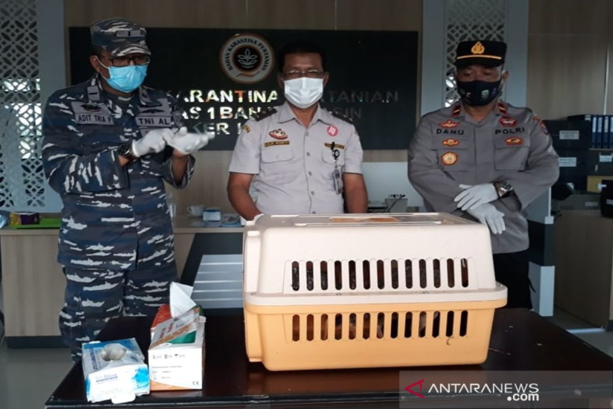 Banjarmasin Agricultural Quarantine destroys illegal poultry