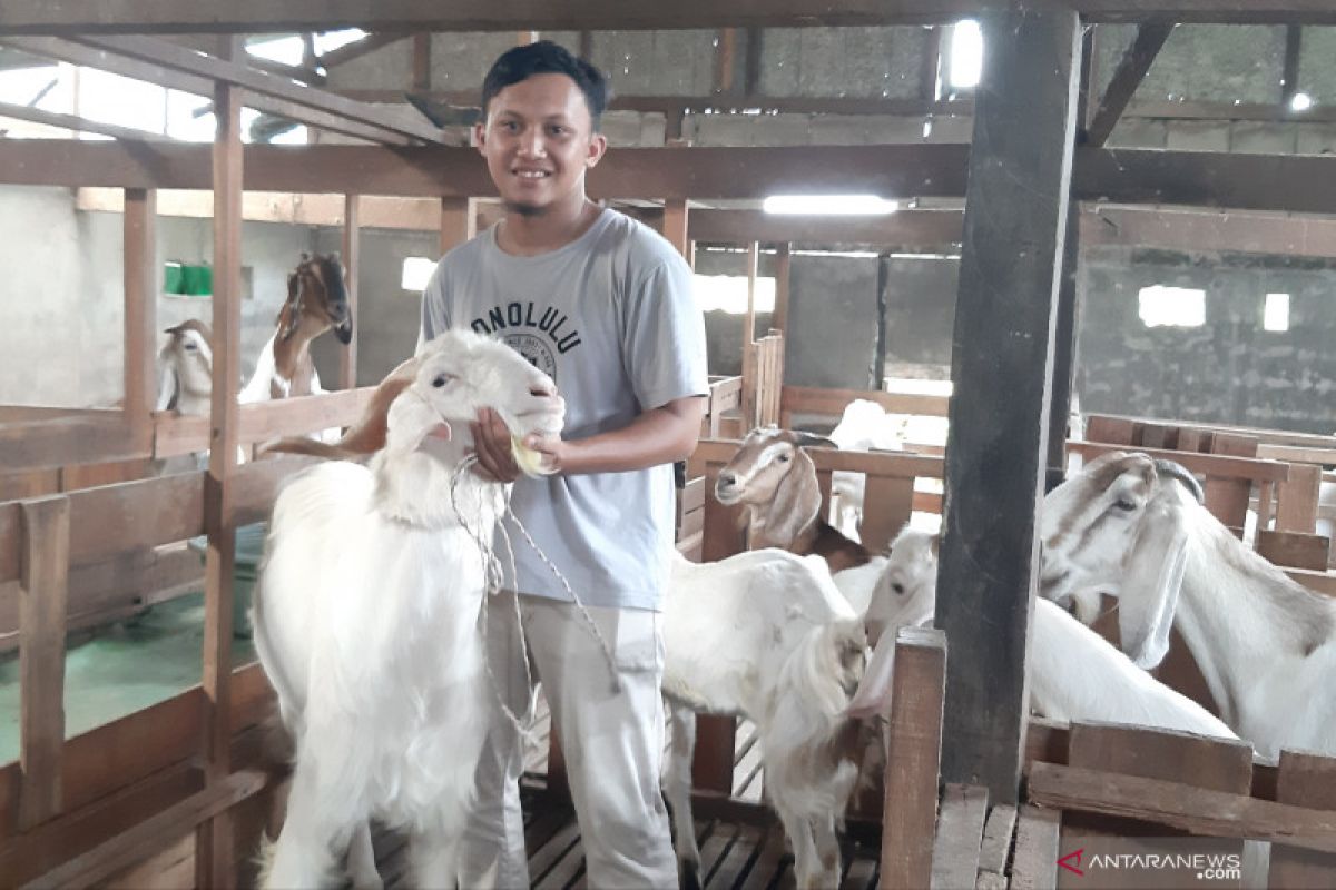 Fauzan, peternak milenal berhasil budidaya kambing beromset ratusan juta rupiah