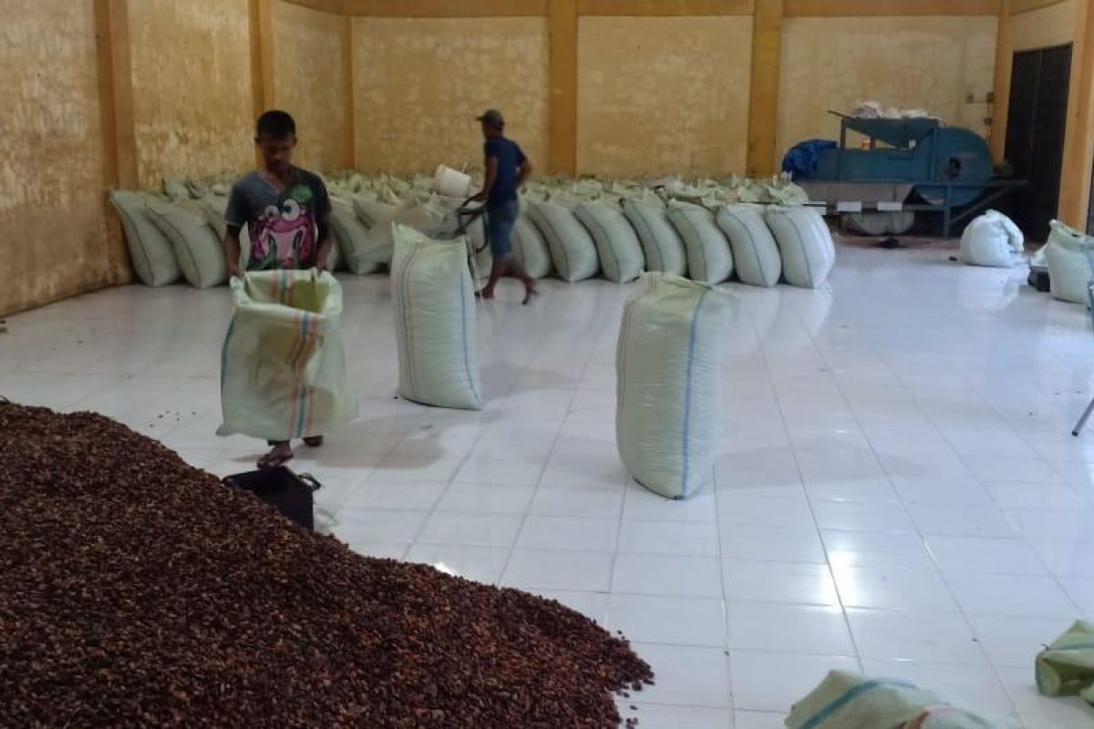 Harga kakao capai level tinggi tahun 2021