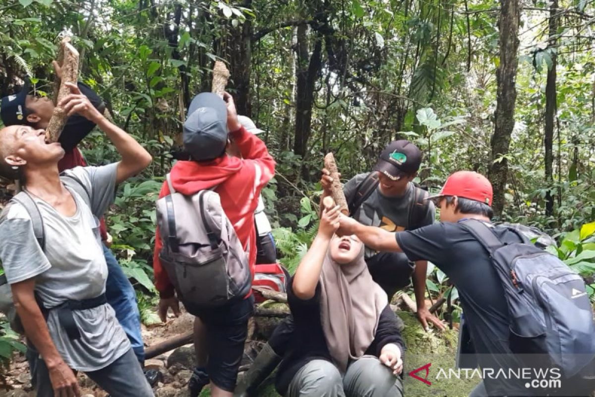 Selain di Kalimantan, akar bajakah juga tumbuh di Bonjol Pasaman