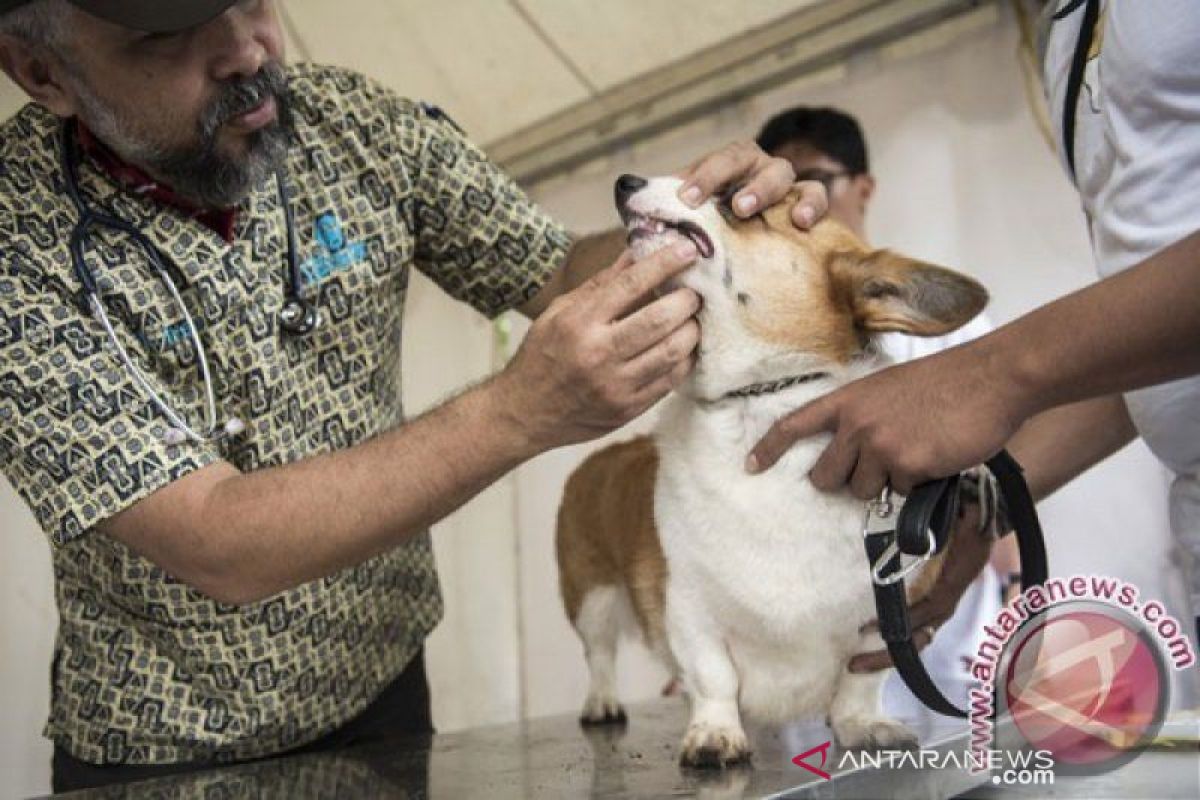 Selama Januari-Agustus, Riau temukan hewan penular rabies 224 ekor