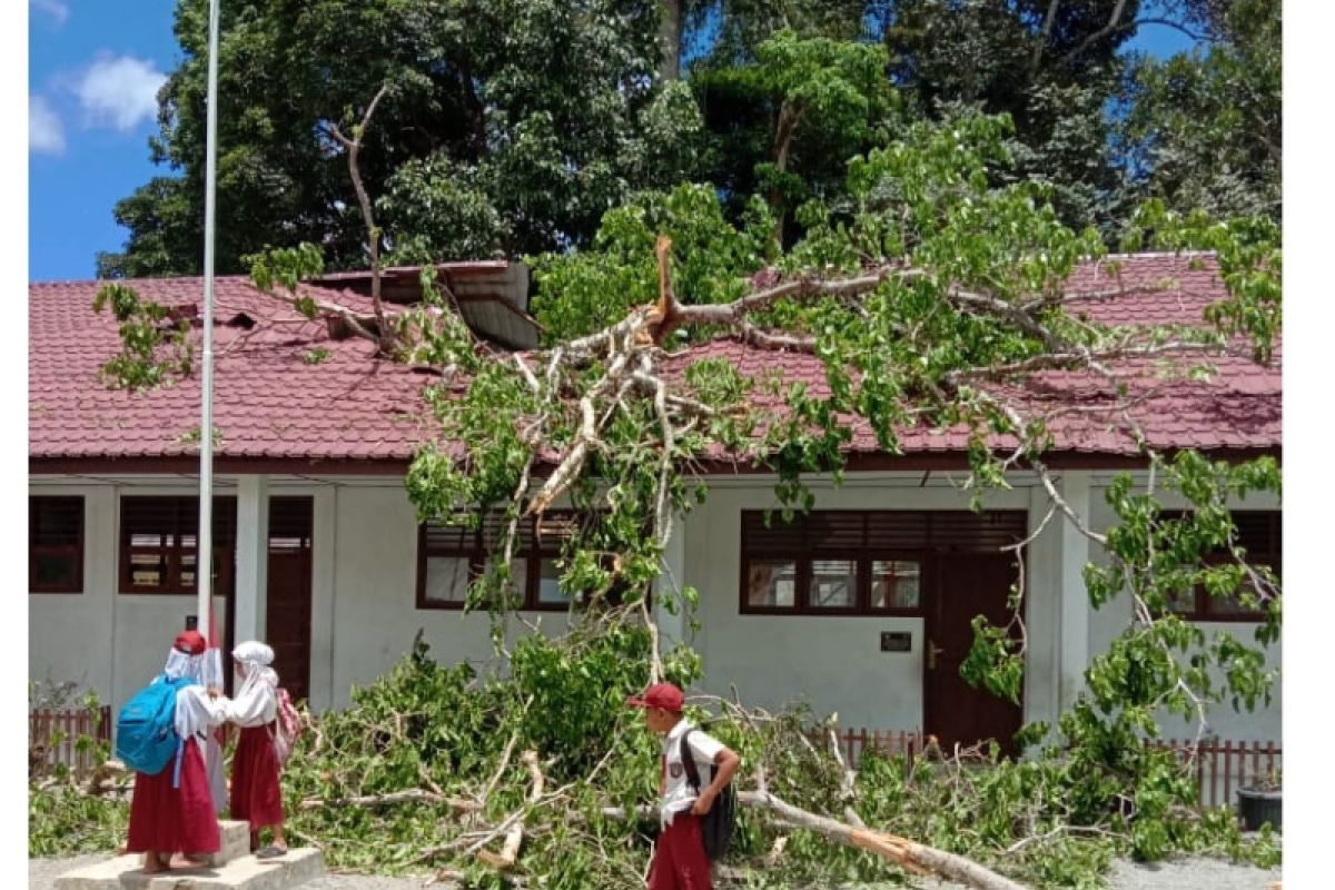 Tertimpa pohon tumbang, tiga unit ruangan kelas SDN 0310 Simaninggir, Palas rusak