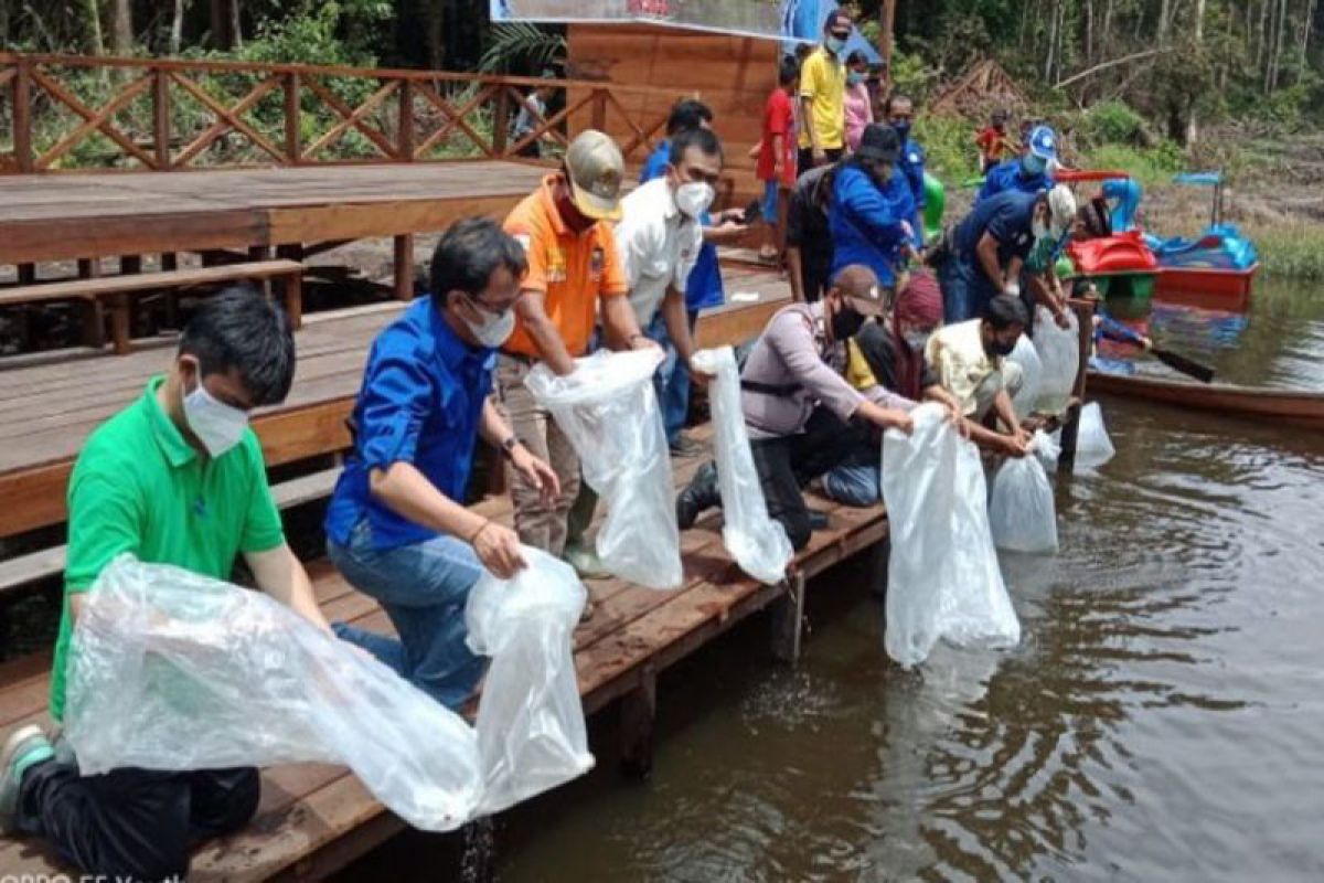 Restocking  ikan betok dan kelabau di Barito Timur