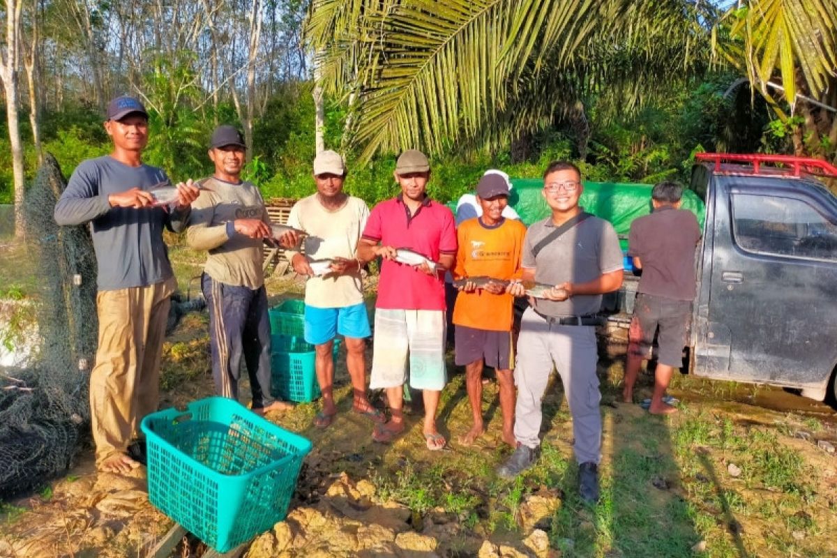 Warga Desa Penyang sukses panen ikan bantuan PT Maju Aneka Sawit