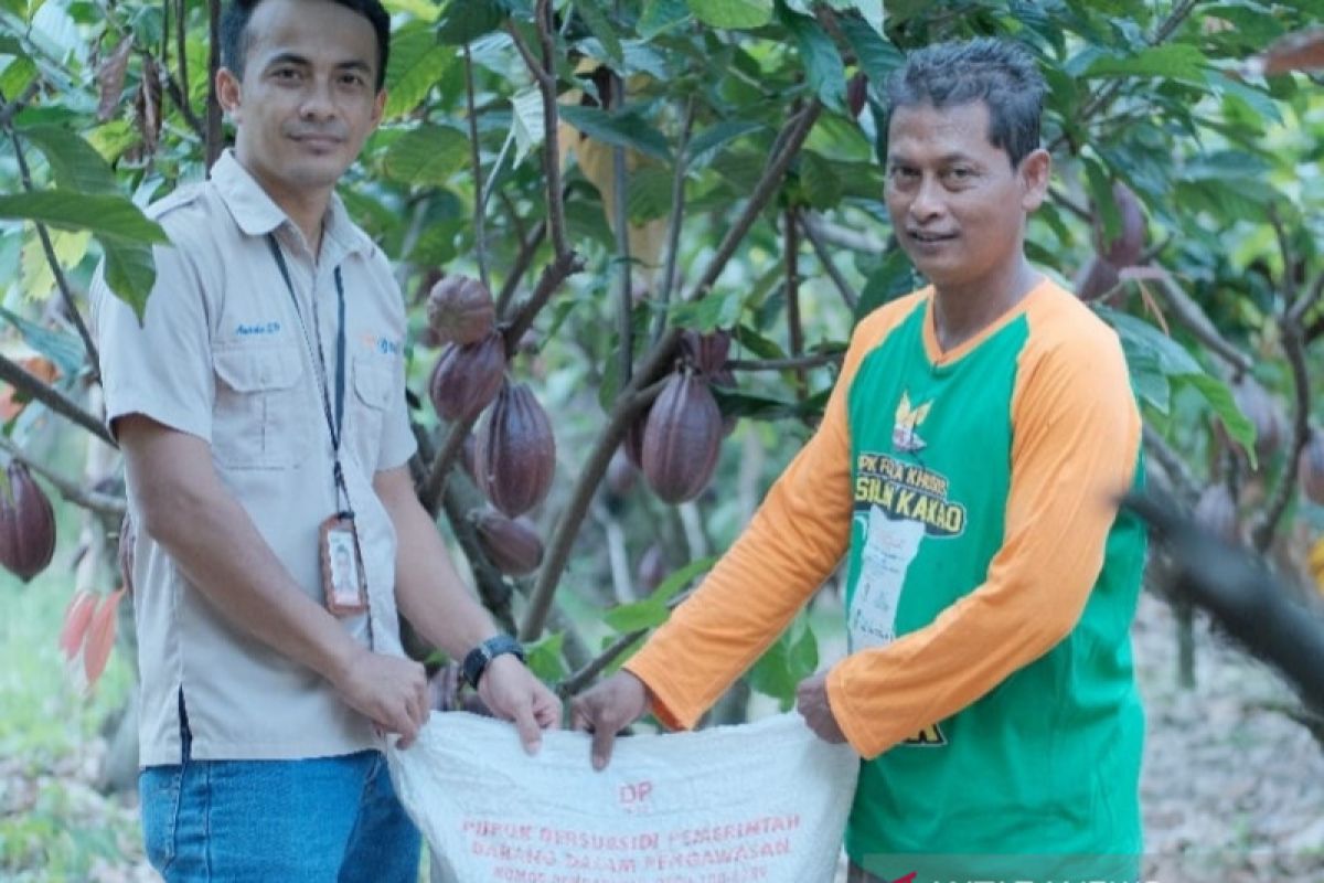 Pupuk Indonesia : 79 persen pupuk subsidi kakao disalurkan di Sulawesi Selatan