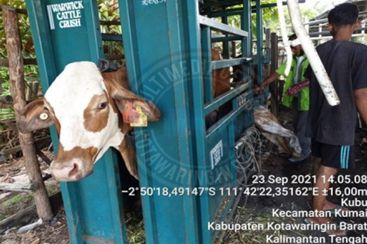 Pemkab Kobar sudah lakukan ET ke pedet di sejumlah kecamatan