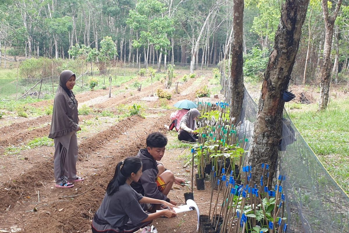 Mendorong  budi daya porang di sela tanaman perkebunan