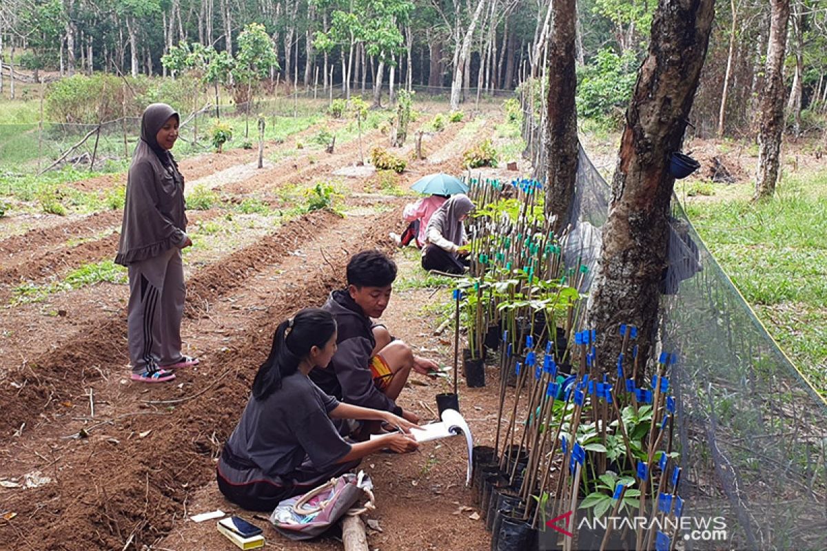 Mendorong  budi daya porang  di sela tanaman perkebunan