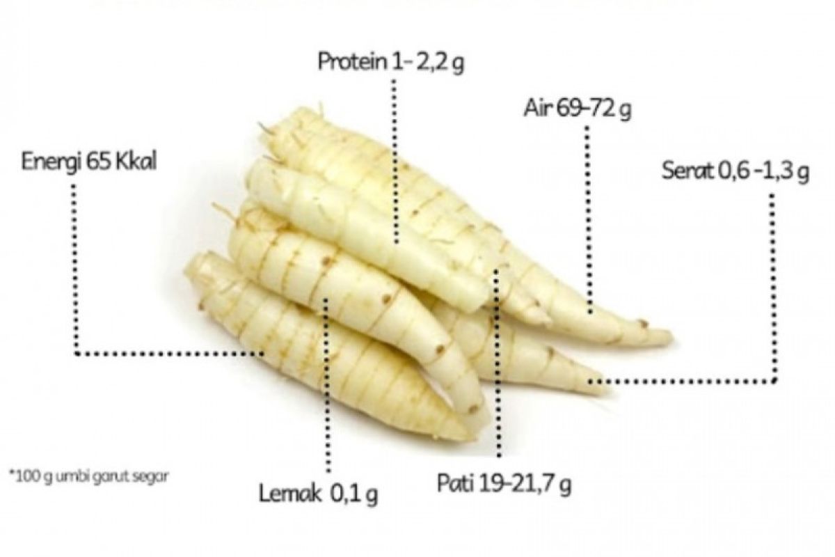 Umbi Garut diperkenalkan jadi alternatif pangan hingga bahan baku kosmetik