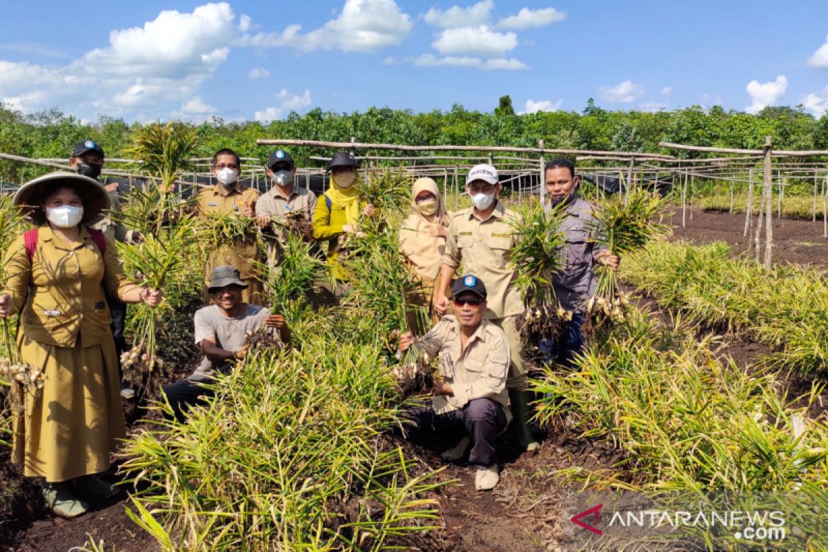 Jahe putih lokal Terentang hasilkan 16 ton/ha di lahan gambut