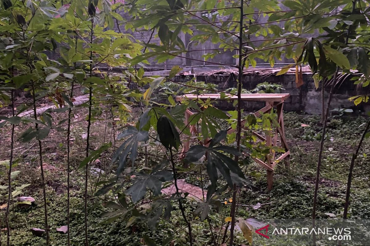 Gunung Kidul akan membangun sentra produksi patilo di Kawasan Krakal