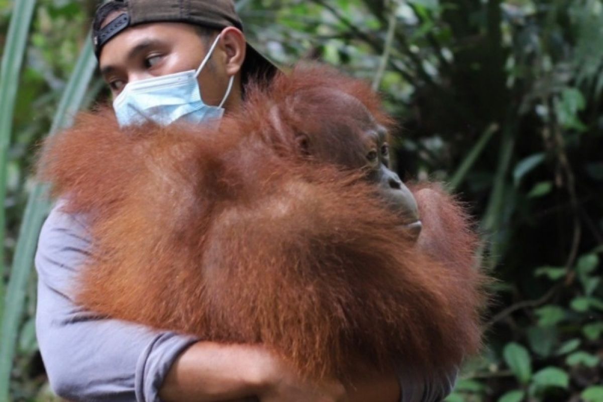 Tiga orangutan dilepasliarkan di hutan Kapuas Hulu Kalbar