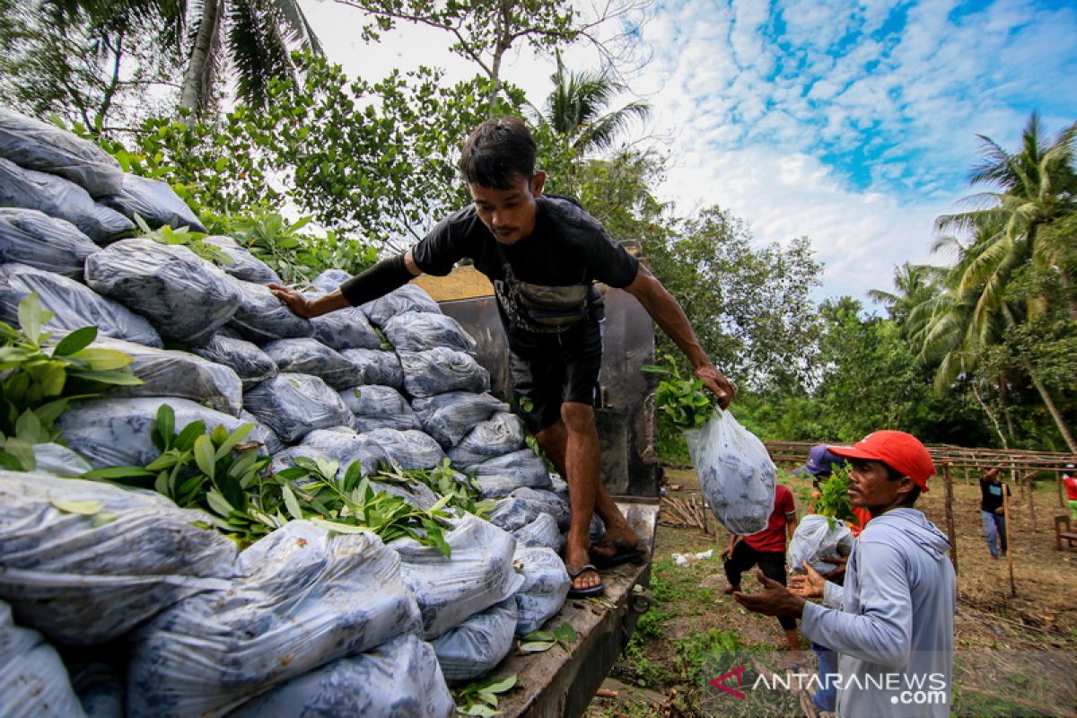 BPDASHL Kahayan salurkan 52.520 bibit pohon untuk pulihkan TN Sebangau