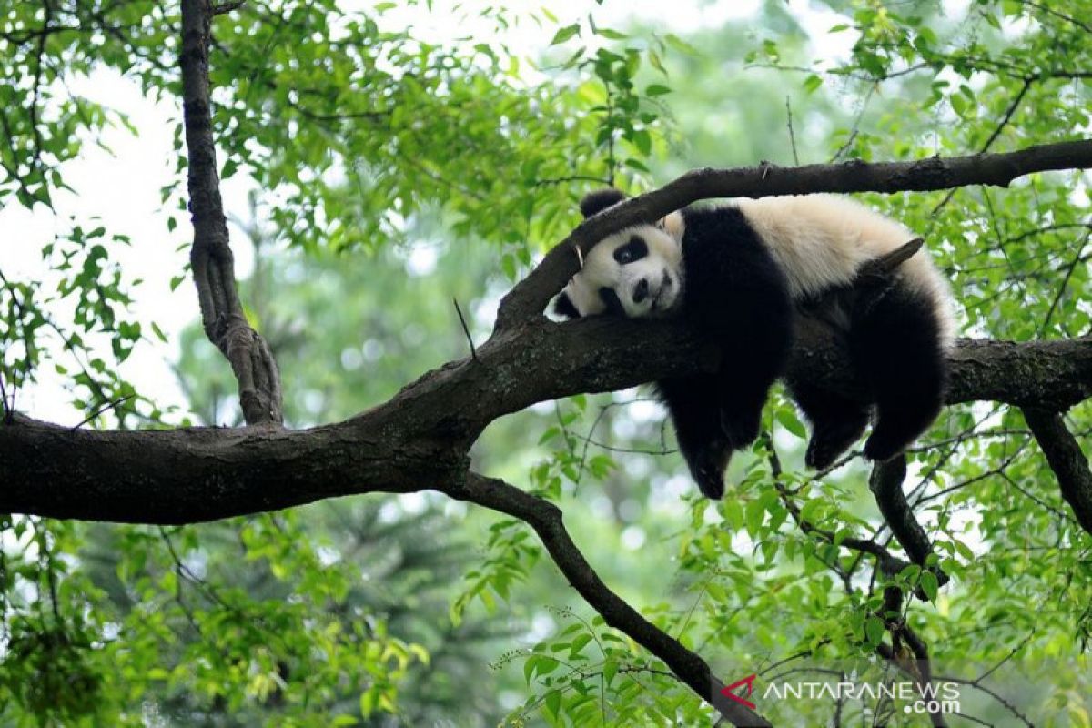 China sediakan Rp3,3 triliun untuk perlindungan keanekaragaman hayati