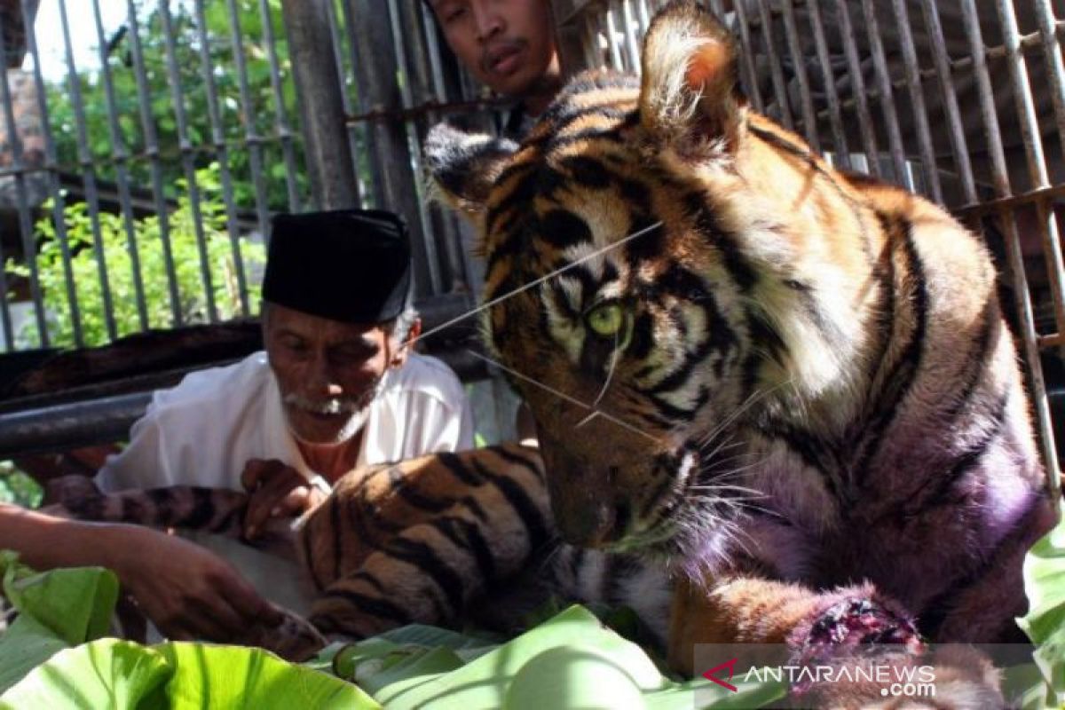 Pawang pun didatangkan untuk cegah gangguan harimau di Aceh Selatan