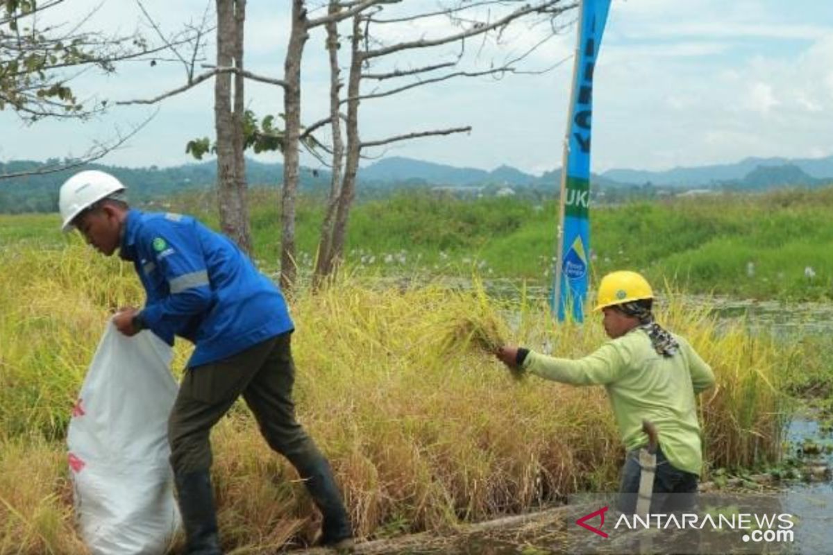 Petani binaan Poso Energy  panen padi hasil teknologi apung