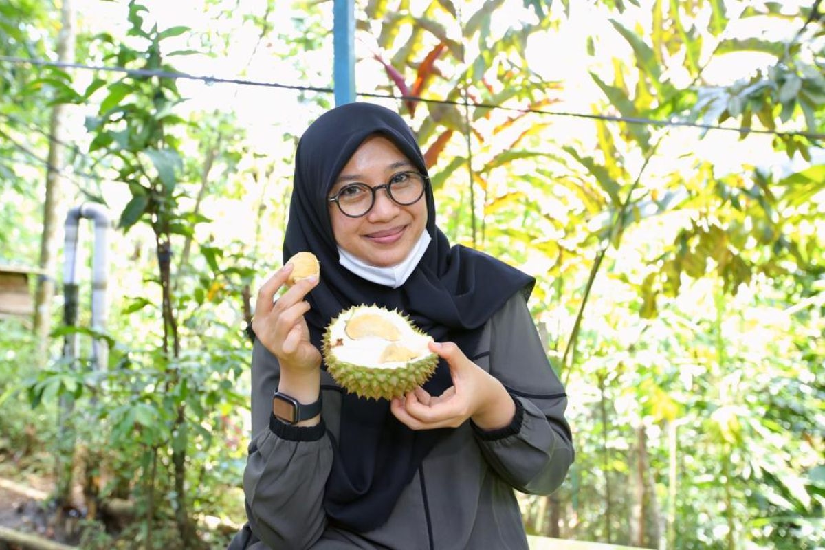 Menikmati durian boneng di kebun Songgon Banyuwangi